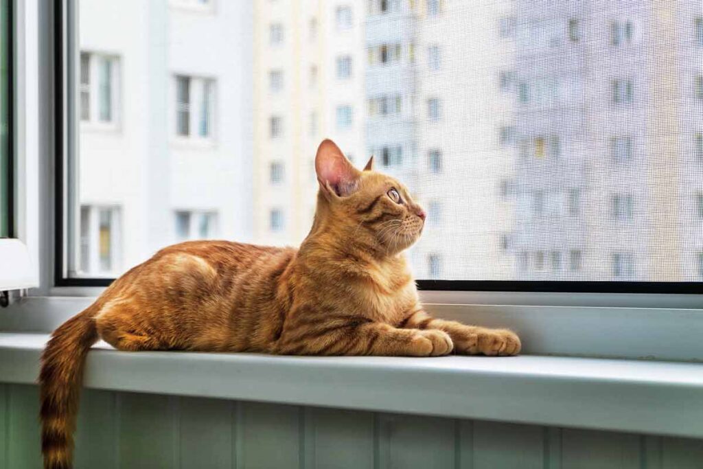 Kedi Sinekliği 1 kedi sinekliği ankara