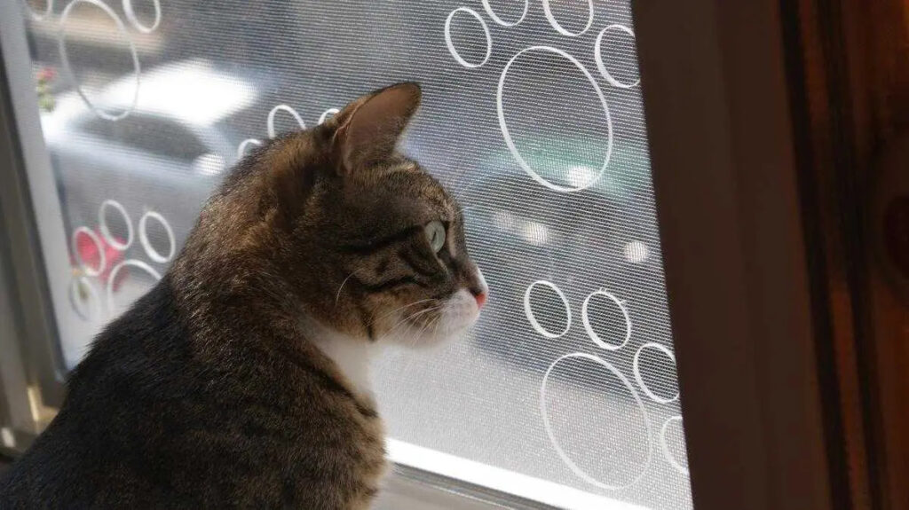 Kedi Sinekliği: Evcil Dostlarınız İçin Güvenli ve Konforlu Çözüm 2 kedi sinekliği nedir